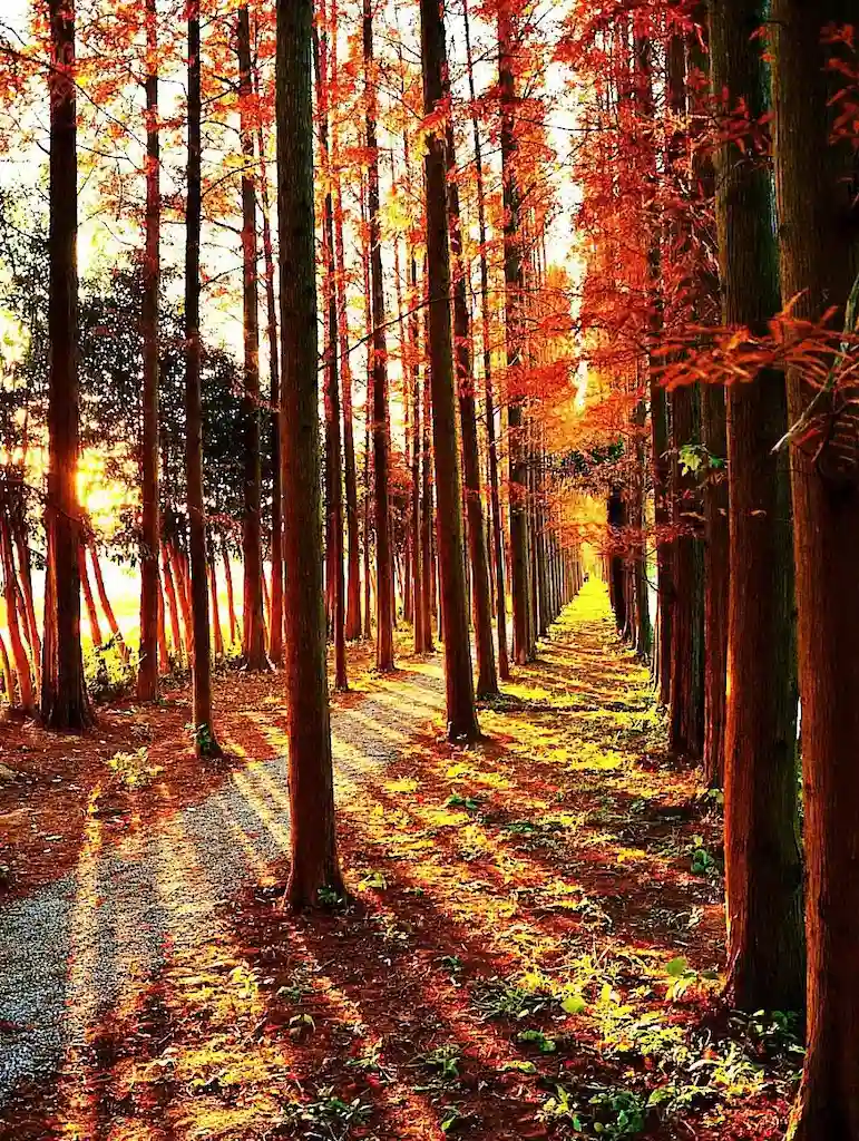 Evening on Maple Leaf Island in Jinshan District, Shanghai