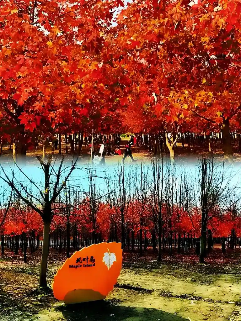 Maple Leaf Island in Jinshan District, Shanghai