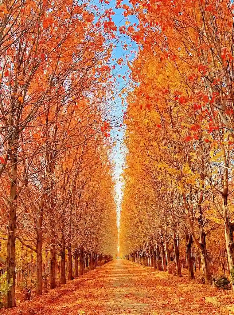 Maple forests in Shanghai