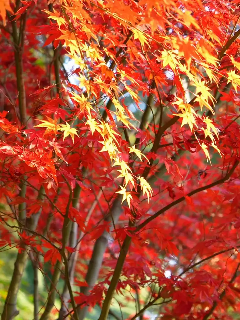 Maple leaves in Shanghai