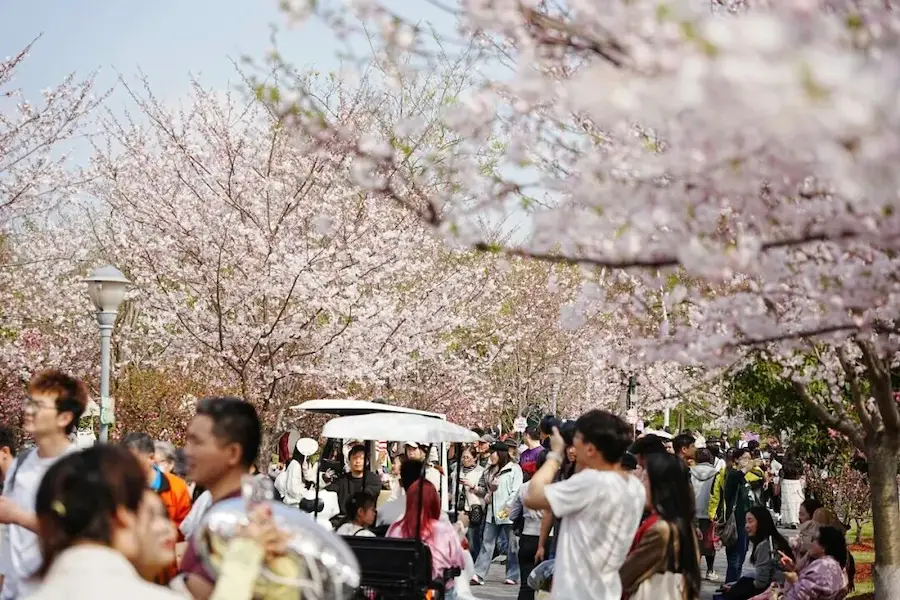 Shanghai cherry blossom at Gucun Park
